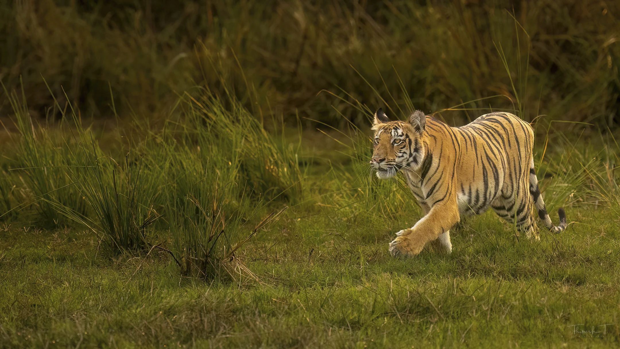 India Tiger Photography Tour – Umred & Tadoba gallery image 3